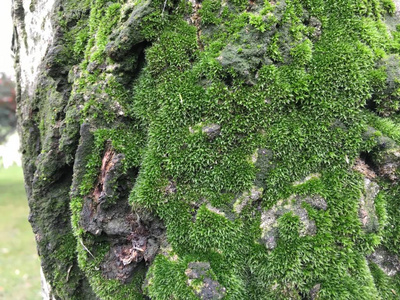 苔藓地衣背景单位分离物