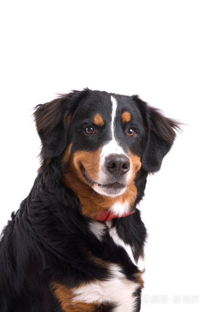 白色背景的可爱伯尼斯山狗