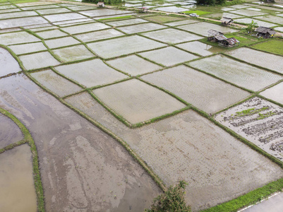 稻田无人机的鸟瞰。