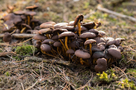 一组蘑菇生长在森林中松针之间的地面上的细节