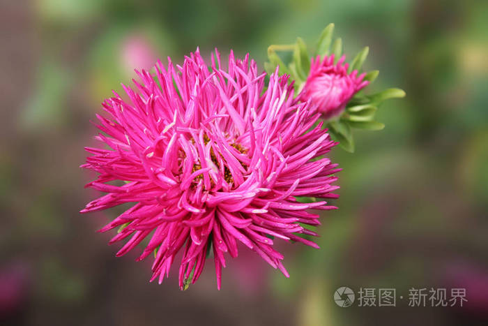 粉红菀开在花圃里 生长在花坛中的大型高山星号 背景与五颜六色的紫菀花 夏园里的亮菀作背景卡或壁纸 照片 正版商用图片 摄图新视界 粉红菀开在花圃里 生长在花坛中的大型高山星号 背景与五颜六色的紫菀花 夏园里的亮菀作背景卡或壁纸 照片 正版商用图片 摄图新视界