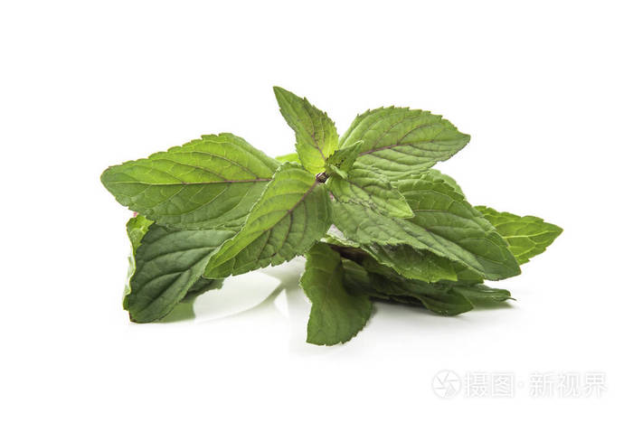 白色背景的巧克力薄荷鲜叶