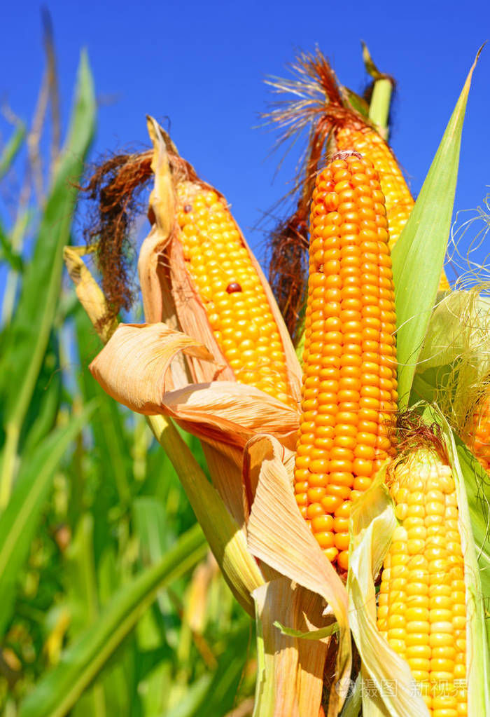 暗区突围辅助哪里买