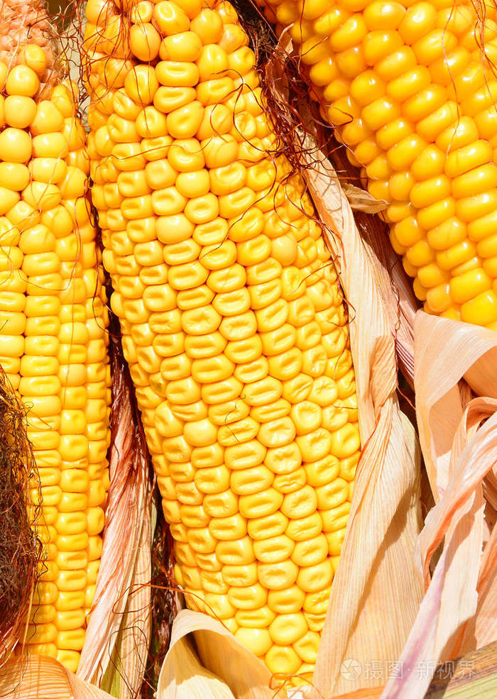 熟玉米的乡村景观.照片-正版商用图片1407n8-摄图新视界