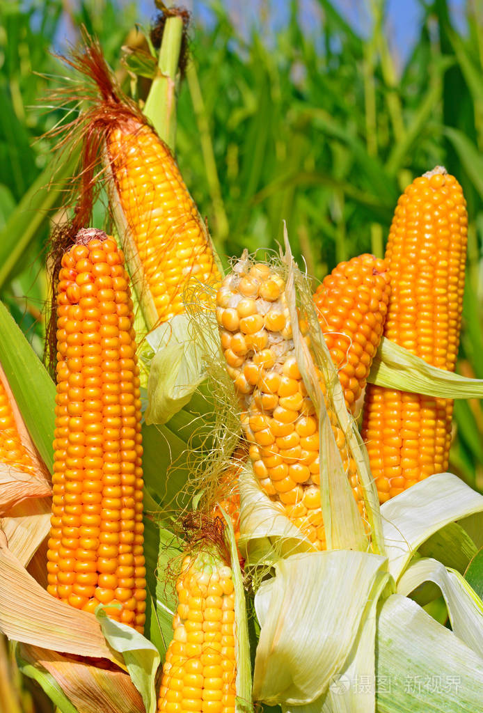 熟玉米的乡村景观