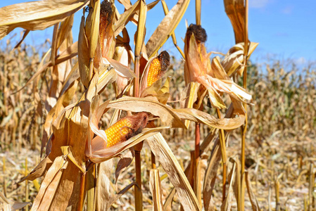 熟玉米图片