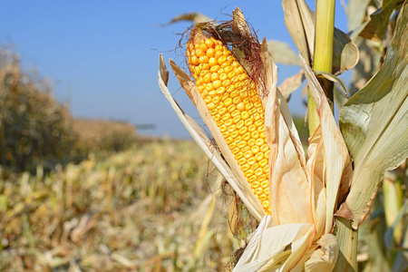 农村景观中成熟的玉米.照片
