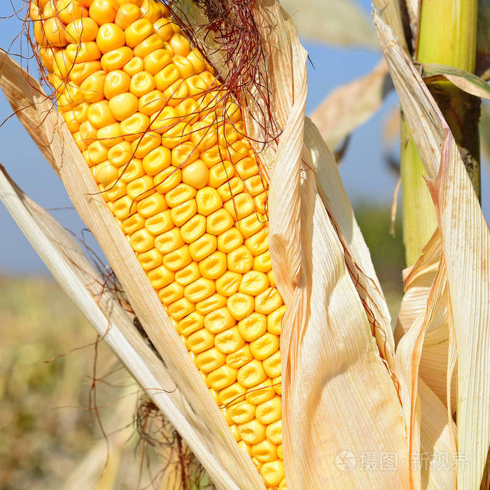 农村景观中成熟的玉米