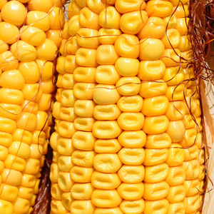 农村景观中成熟的玉米。