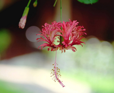 花在背景上靠近。