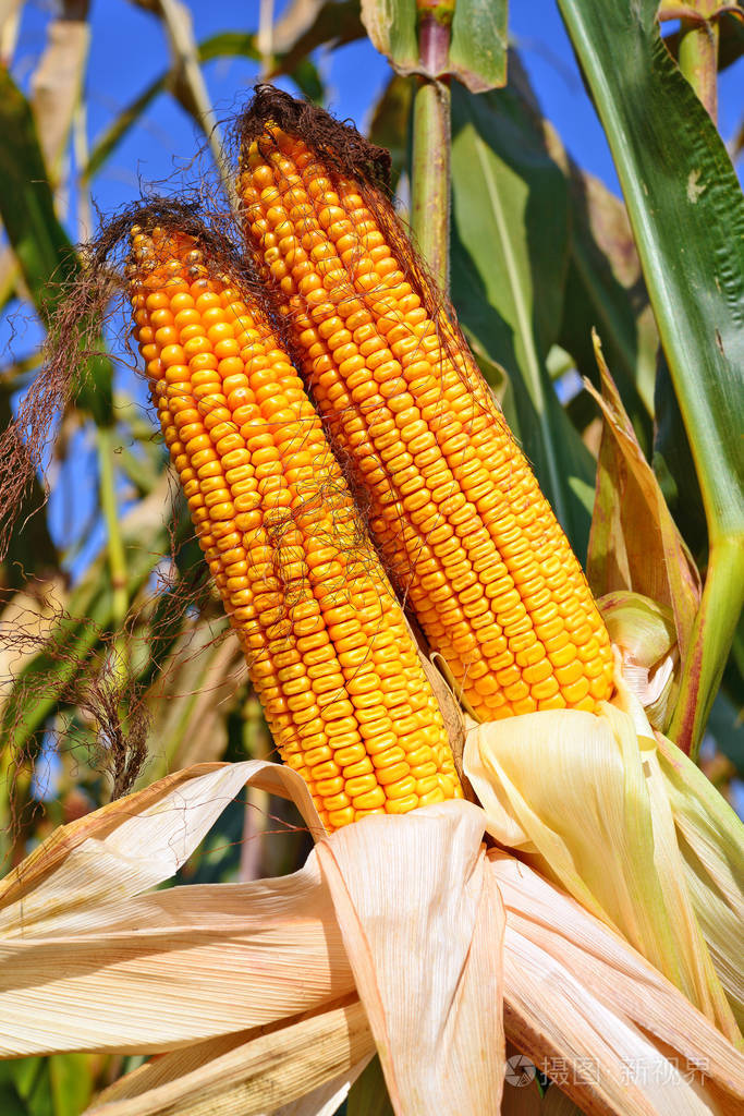农村景观中成熟的玉米