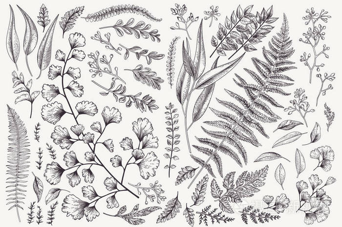 北欧风植物简笔画图片