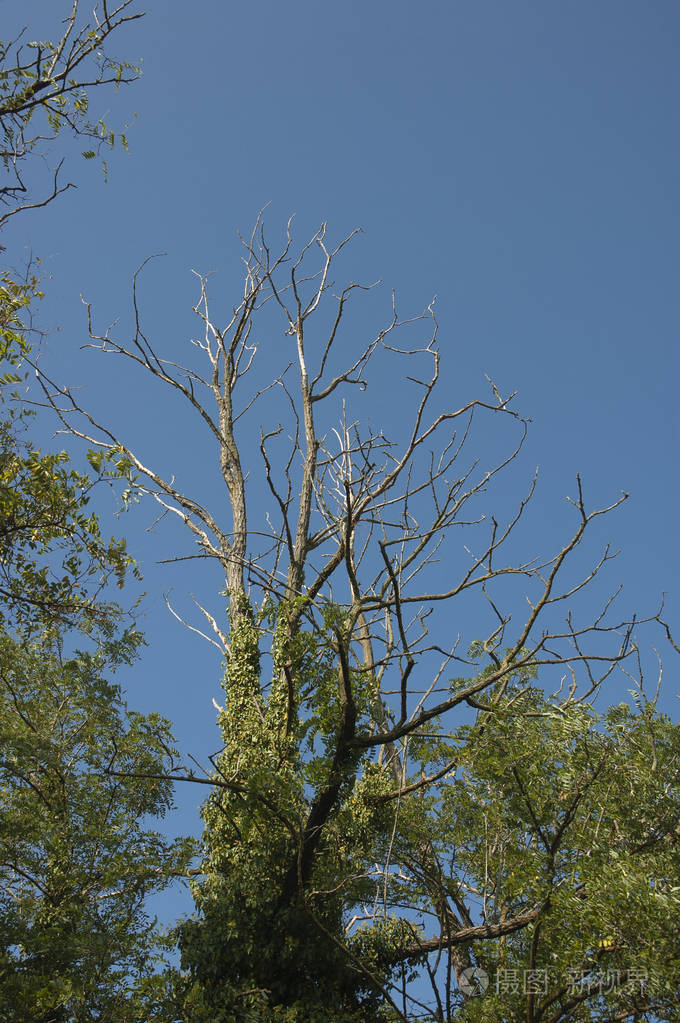 一根枯死的相思树在深蓝的天空上赤裸的白枝