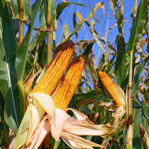 农村景观中成熟的玉米。