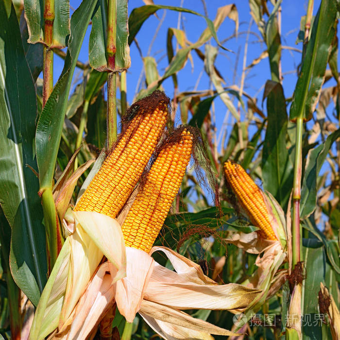 农村景观中成熟的玉米.