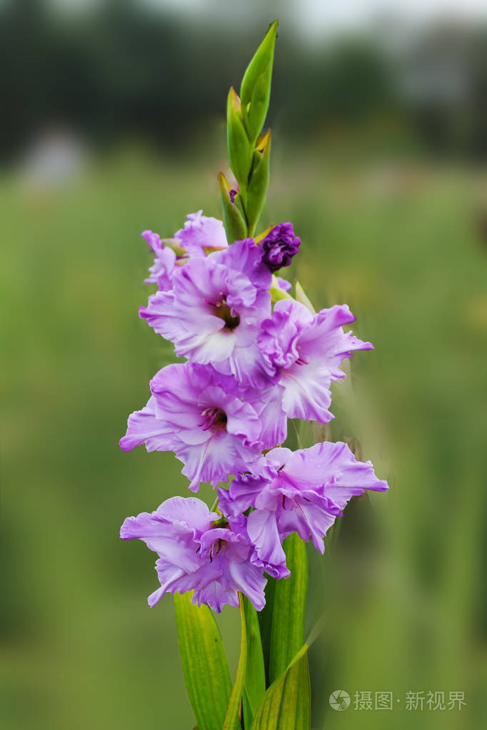 菖蒲的紫色花在风中摇曳在阳光下快乐绿色背景下分离出的美丽的菖蒲花