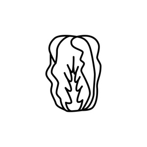  white vector illustration of chinese cabbage. Leaf vegetable. L