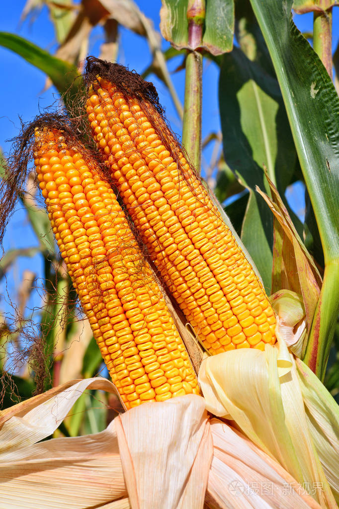 农村景观中成熟的玉米