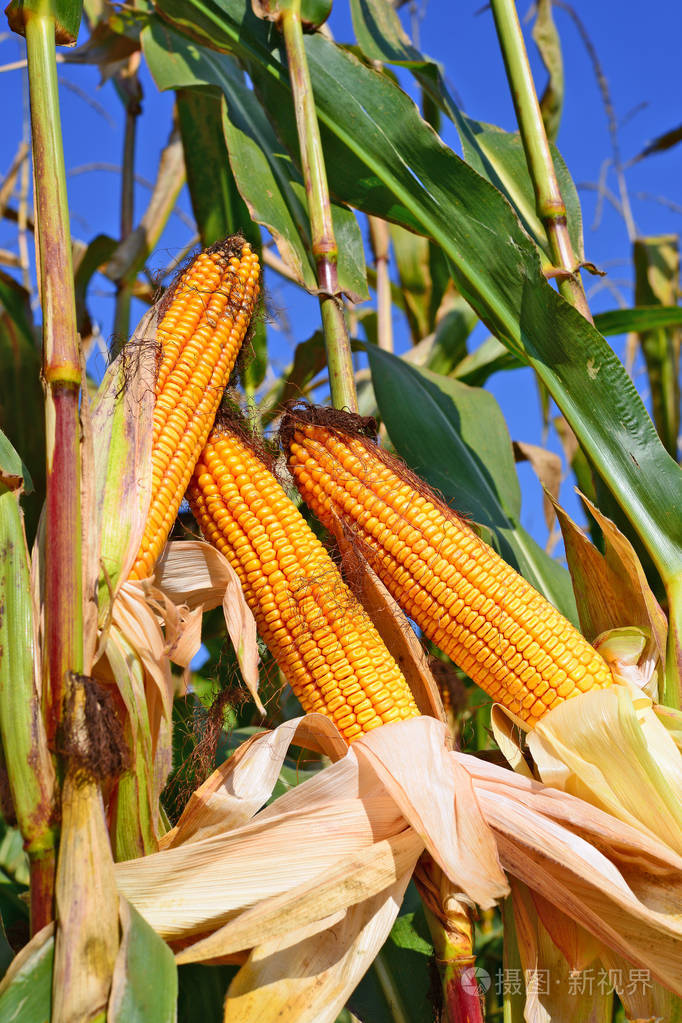 暗区突围辅助哪里买