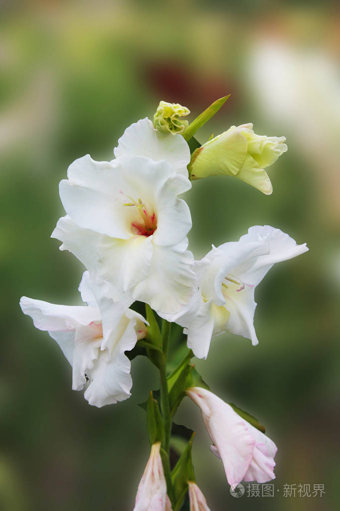 白色菖蒲花沐浴在花坛上的晨露中美丽的菖蒲花在一个孤立的绿色背景上