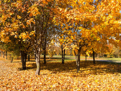 五颜六色明亮的秋天城市公园。 树叶落在地上。 秋天的森林风景，温暖的颜色和小径覆盖着树叶，进入场景。 一条通往树林的小径展示了惊
