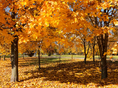 五颜六色明亮的秋天城市公园. 树叶落在地上.