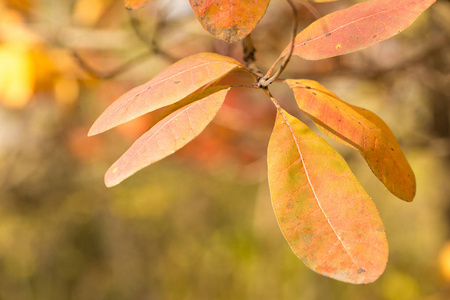 红色和橙色的秋叶背景金色的秋，暖色