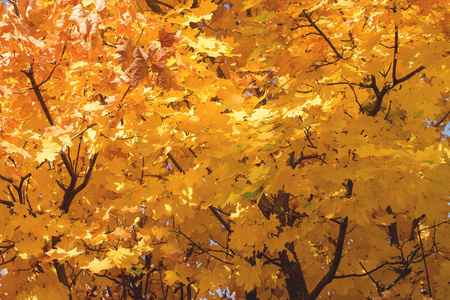 红色和橙色的秋叶背景金色的秋，暖色
