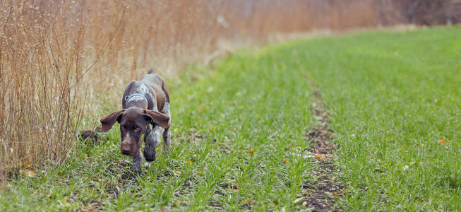 德国猎狗德拉莎美丽的狗肖像