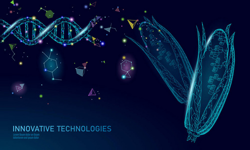 转基因玉米基因改性植物。科学化学生物学遗传学工程创新有机生态食品技术3d 渲染几何背景模板。横幅向量例证