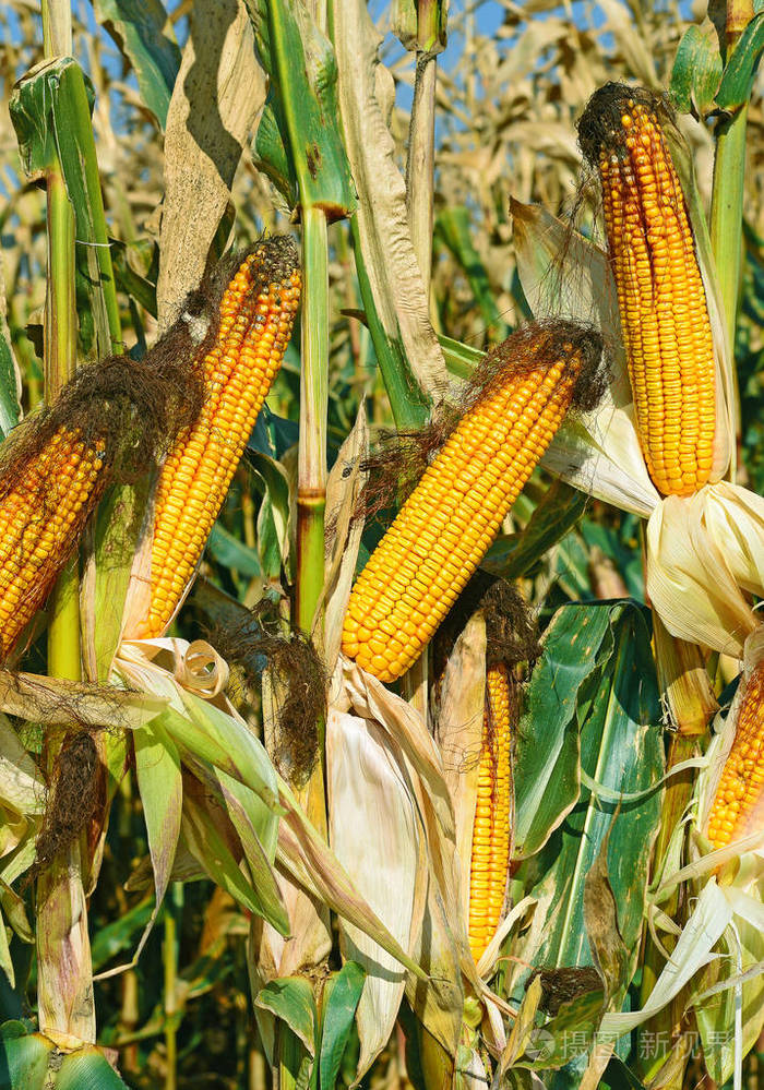 农村景观中成熟的玉米