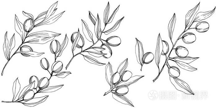 黑白雕刻水墨艺术. 植物的全名:橄榄树的枝条.