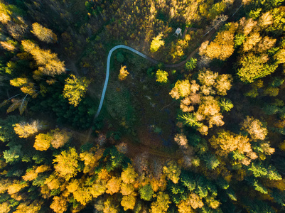 秋林鸟瞰树间道路