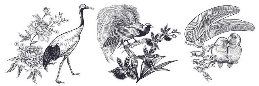 天堂鸟花图片-天堂鸟花素材-天堂鸟花插画-摄图新视界