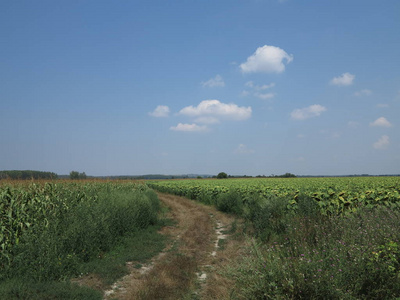 匈牙利阳光明媚的一天，两块田之间的公路