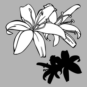 与百合花的矢量设计.在白色背景上隔离的元素.黑白两色.