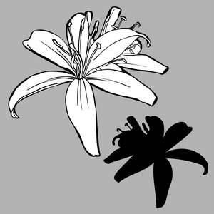 与百合花的矢量设计.在白色背景上隔离的元素.黑白两色.