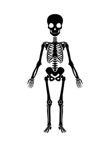 万圣节骨架图片-万圣节骨架素材-万圣节骨架插画-摄图新视界