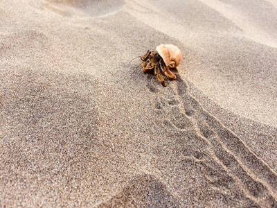 海蟹在贝壳里图片