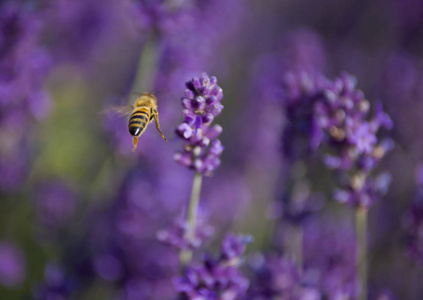 美丽的薰衣草花中的蜜蜂