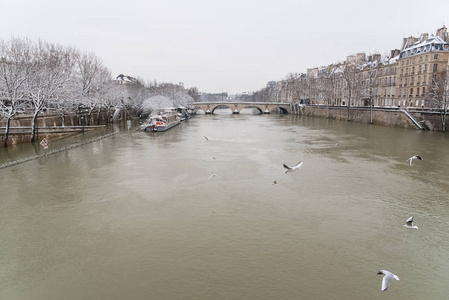巴黎塞纳河的巴黎全景，海鸥飞翔的马里桥
