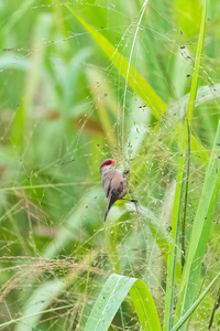 苏托梅常见的蜡鸟和红喙非洲鸟