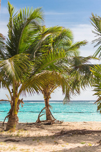瓜德罗普美丽的海滩全景与椰子树