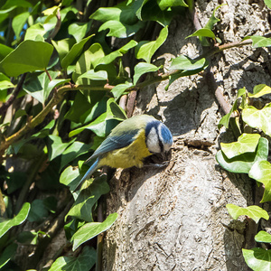 一只美丽的鸟栖息在树干上,筑巢照片