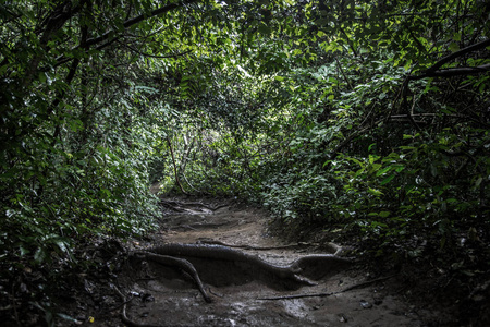 从路上步行到泰国丛林雨林