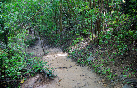 从路上步行到泰国丛林雨林