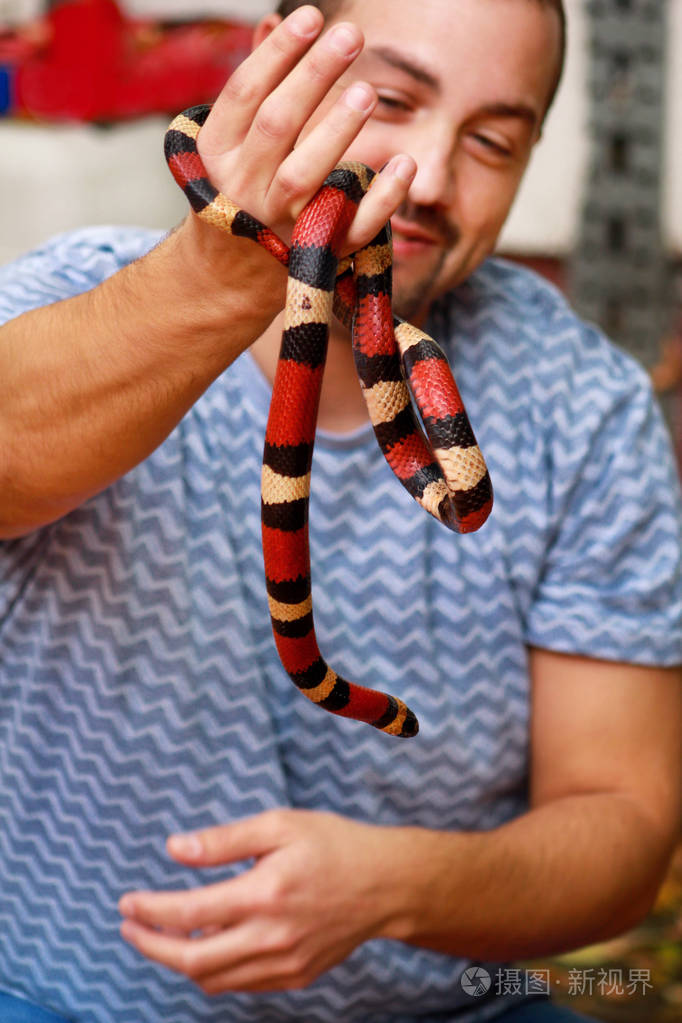 有蛇的男孩男人手里拿着爬行动物的牛奶蛇兰帕蒂斯亚利桑那三角蛇异国