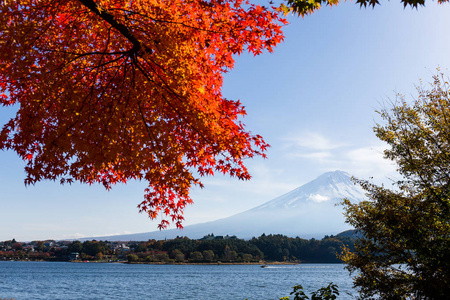 枫树和山富士