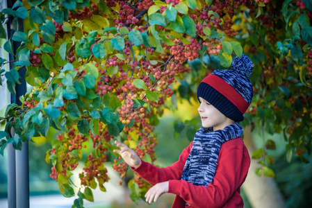 秋天在农场里的孩子。 小男孩在装饰苹果树果园里玩耍。 孩子摘水果。 蹒跚学步的孩子在收获时吃水果。 儿童的户外乐趣。 健康营养