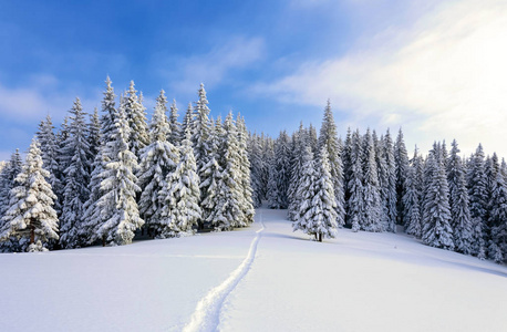 在覆盖着雪的草坪上，美丽的树木站着，在寒冷的冬日里，雪花纷飞。 传单的冬季景观。